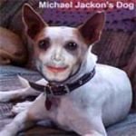 pic for Michael Jackons dog